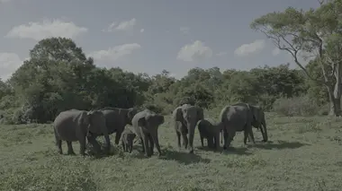 Le Sri Lanka - L'île aux trésors