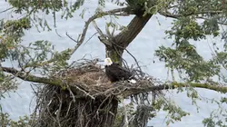 Les îles, laboratoires de la nature