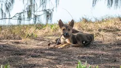 Les îles, laboratoires de la nature