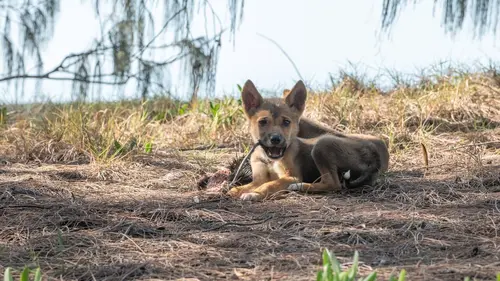 Les îles, laboratoires de la nature K'gari - L'île de sable