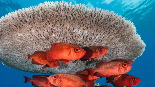 Les îles sauvages de l'océan Indien Les Maldives