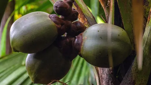 Les îles sauvages de l'océan Indien Les Seychelles