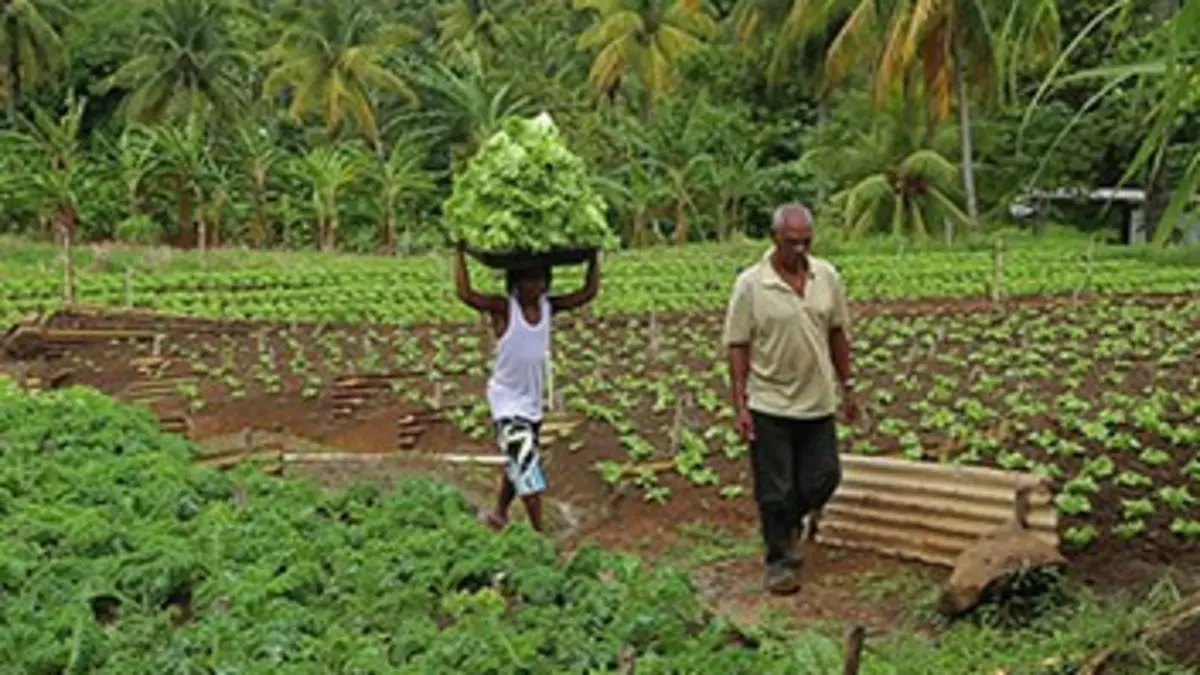 Les îles Sentinelles Caraïbes