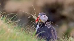 Les îles Shetland : Naturellement sauvages !