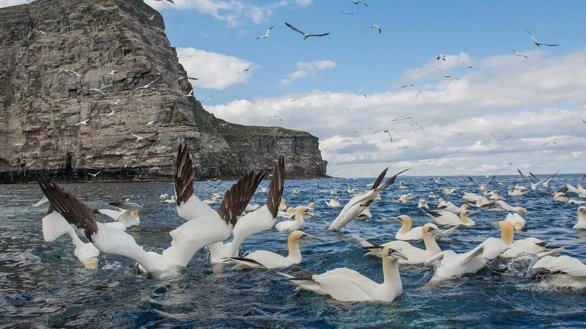 Les îles Shetland : Naturellement sauvages !