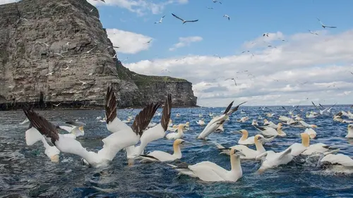 Les îles Shetland : Naturellement sauvages !