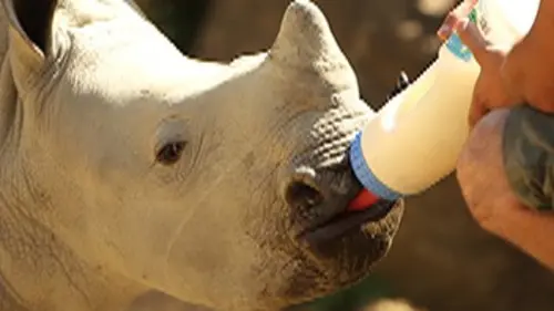 Les incroyables naissances des bébés animaux