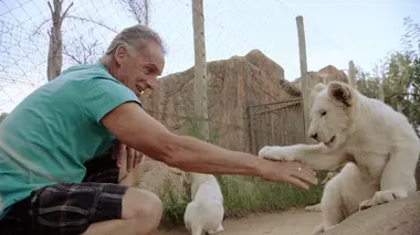 Dans la cage aux lions