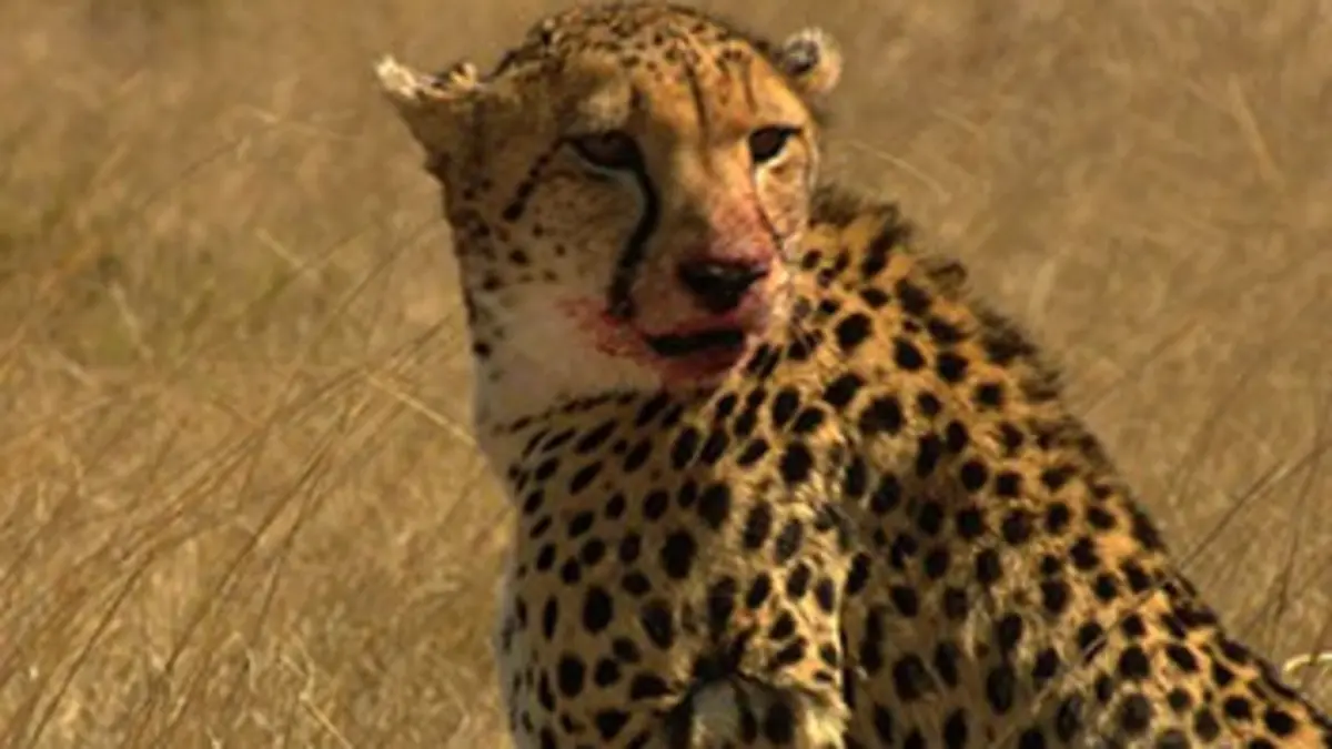 Les infortunes du guépard