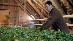 Les infusions en pleine ébullition