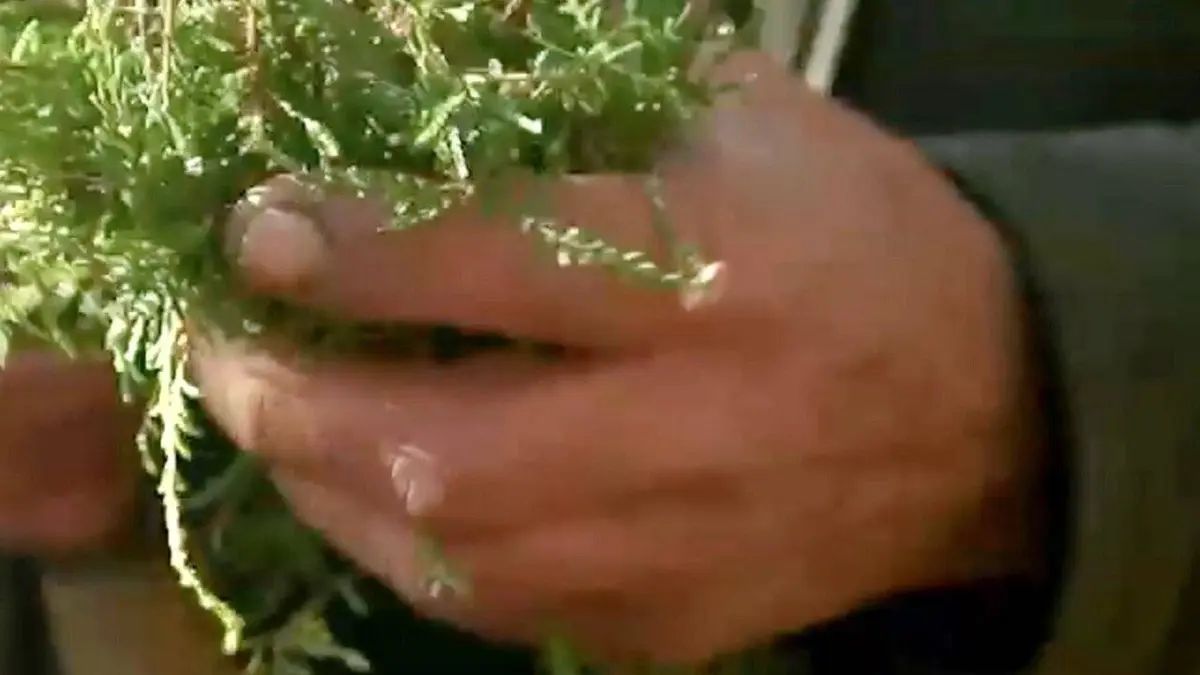 Les infusions en pleine ébullition