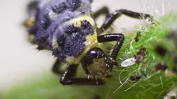 Visuel de Les insectes, des héros à six pattes