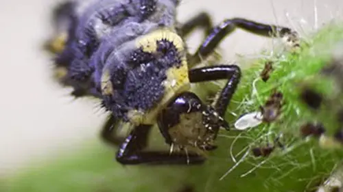 Les insectes, des héros à six pattes