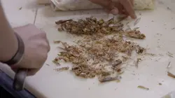 Les insectes font recette