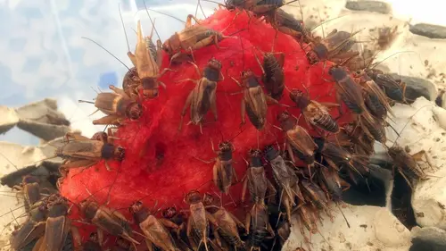 Épisodes de Les insectes, nourriture de demain ?