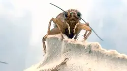 Les insectes, nourriture de demain ?