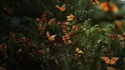 Les insectes, super-héros en minuscule