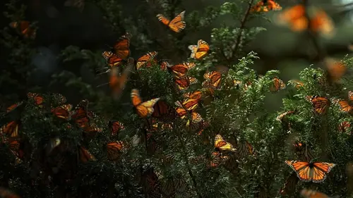 Épisodes de Les insectes, super-héros en minuscule