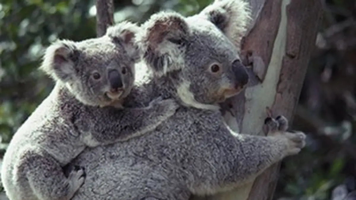 Les insolites E01 Bêtes de sexe