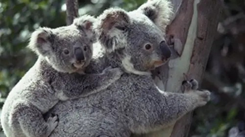 Les insolites E01 Bêtes de sexe