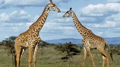 Les insolites E04 Armes et tactiques