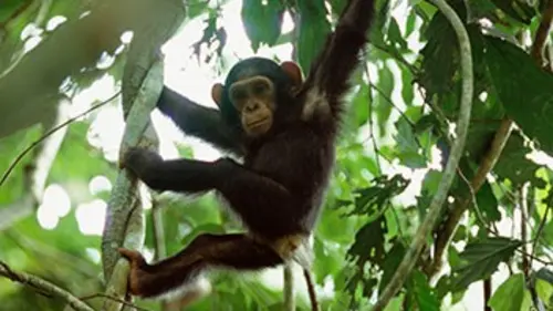 Les insolites E02 L'esprit de famille