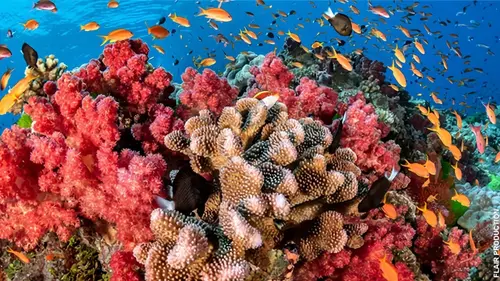 Les Jardiniers de Corail de Raja Ampat