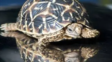 Les gardiens de la Terre