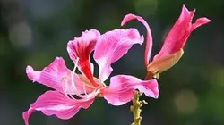 Visuel de Les jardins suspendus de Hong Kong