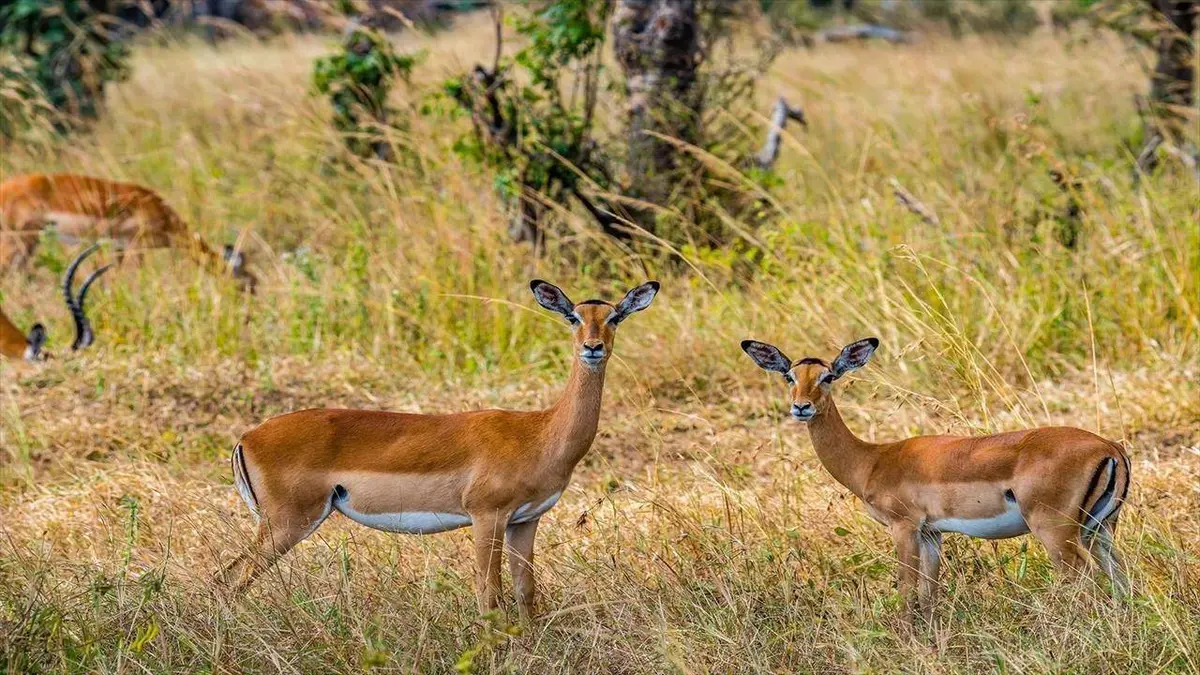 Épisodes de Les jardins suspendus de Hong Kong