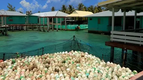 Les joyaux des mers du Sud