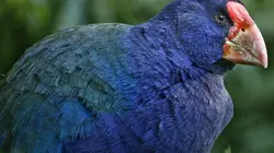 Les kéas de Nouvelle-Zélande