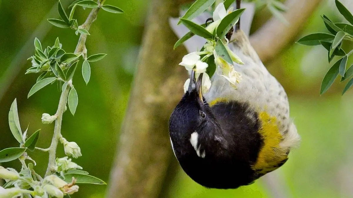 Les kéas de Nouvelle-Zélande