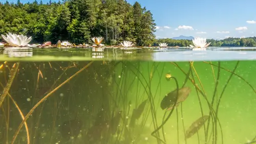Casting Les lacs d'Allemagne : Les eaux du Nord