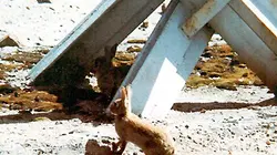 Visuel de Les lapins font le Mur