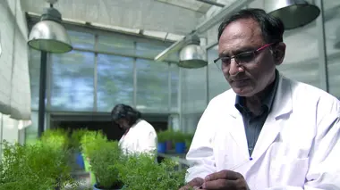 Les lentilles : le remède à la faim dans le monde