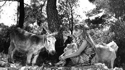 Visuel de Les lettres de mon moulin