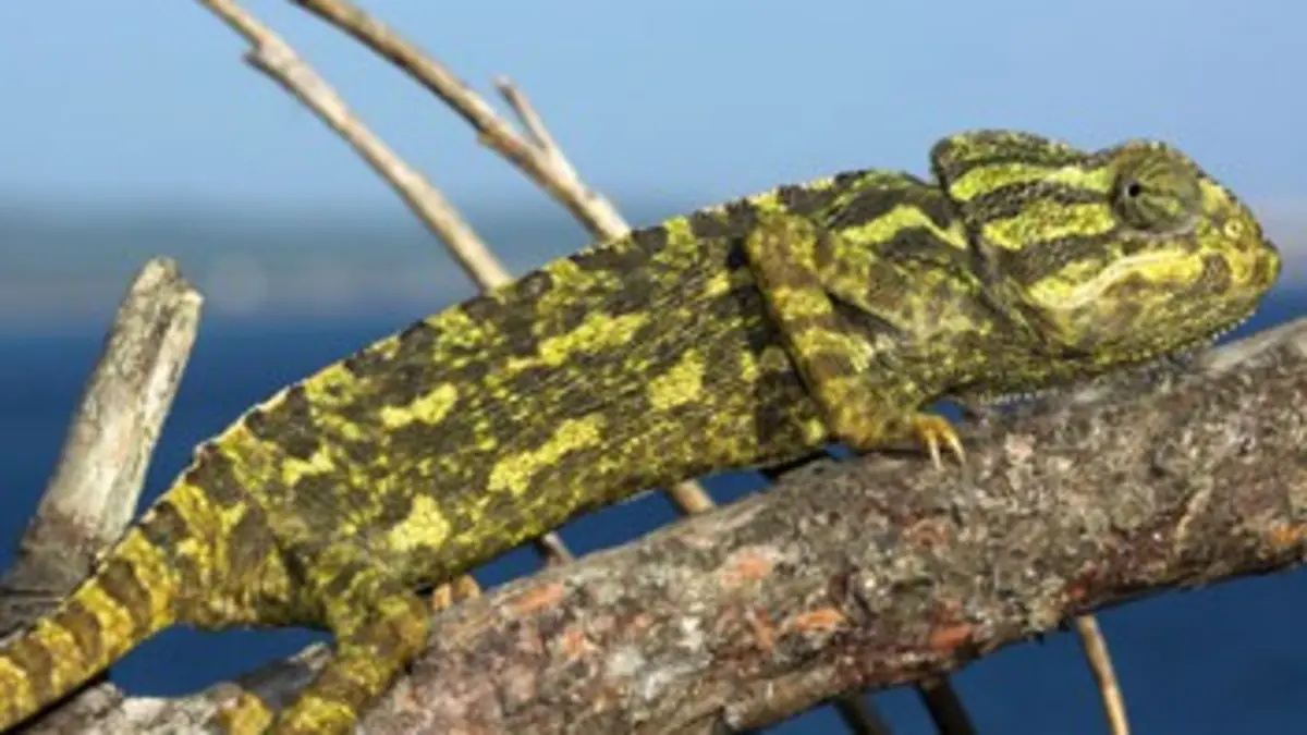 Les liaisons sauvages Les forêts ibériques