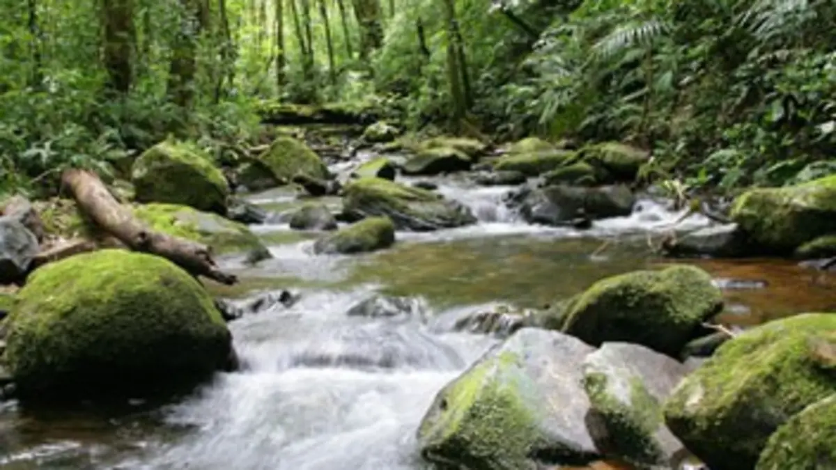 Les liaisons sauvages Le Corcovado