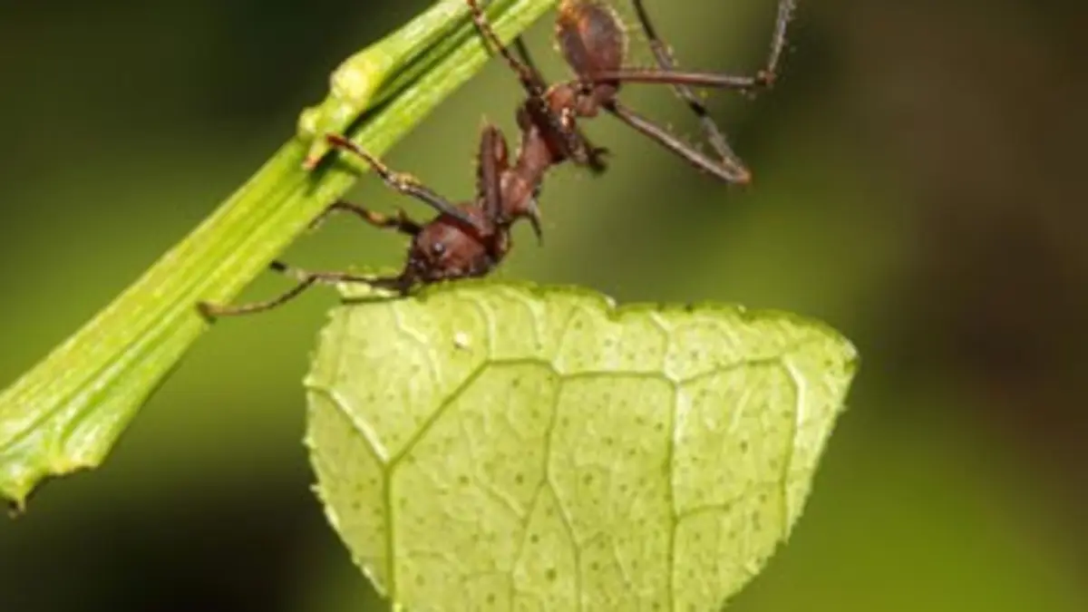 Les liaisons sauvages Le Tortuguero