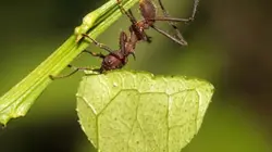 Visuel de Les liaisons sauvages