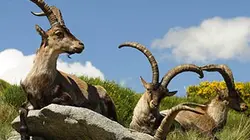 Visuel de Les liaisons sauvages