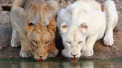 Visuel de Les lionnes blanches de Timbavati