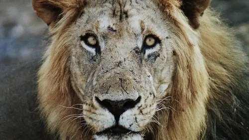 Les lionnes de la rivière de sable