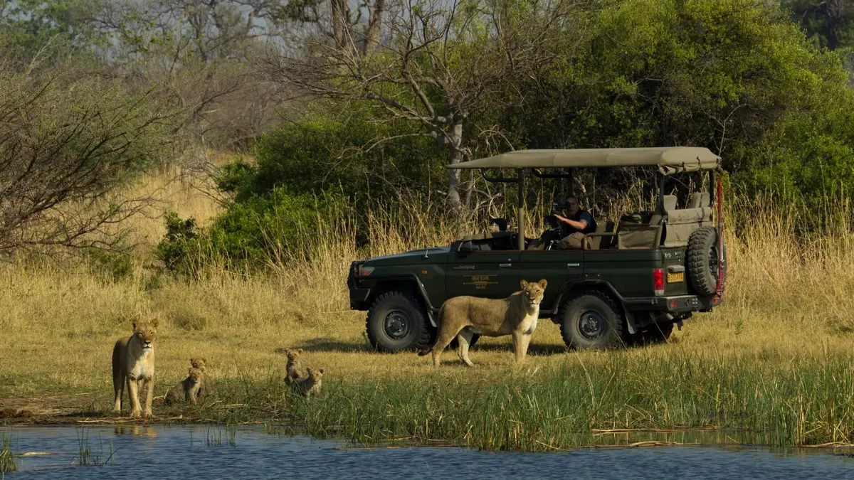 Les lions du Botswana : Survivre dans la savane