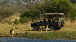 Les lions du Botswana : Survivre dans la savane