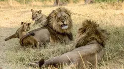 Les lions du Botswana : Survivre dans la savane