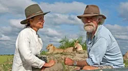 Les lions du Botswana : Survivre dans la savane