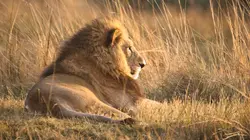 Les lions du Botswana : Survivre dans la savane