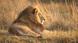 Les lions du Botswana : Survivre dans la savane